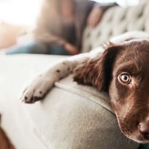 who-gets-the-dog-in-a-uk-divorce