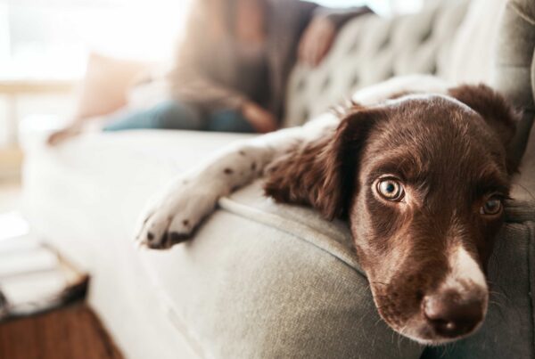 who-gets-the-dog-in-a-uk-divorce