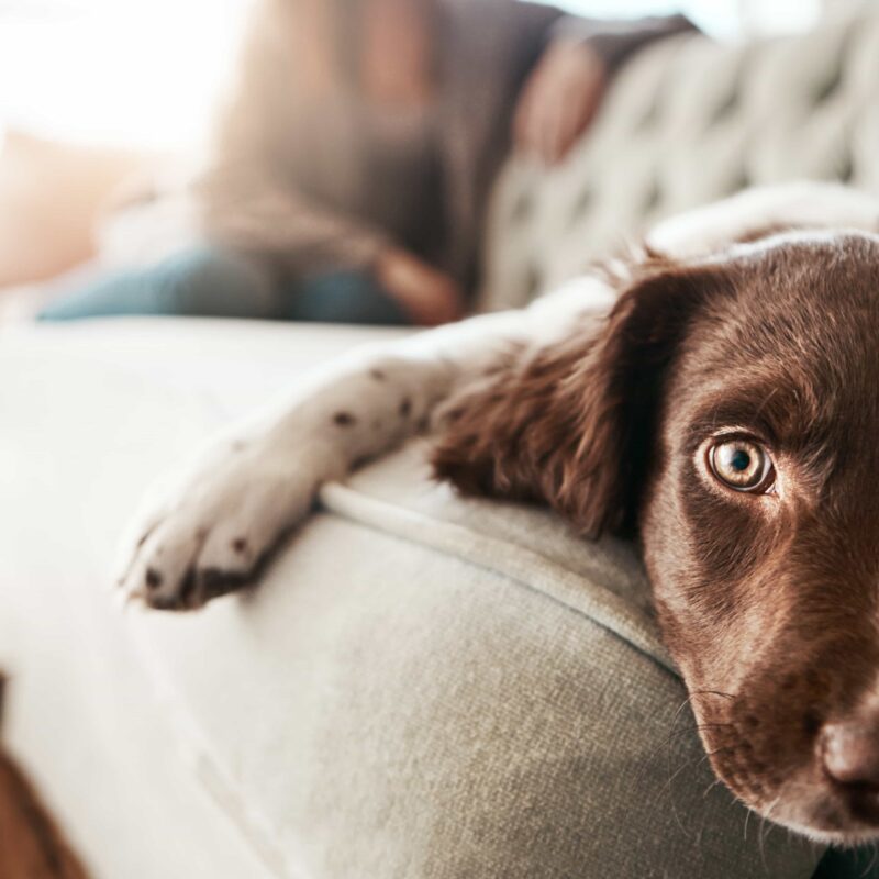 who-gets-the-dog-in-a-uk-divorce